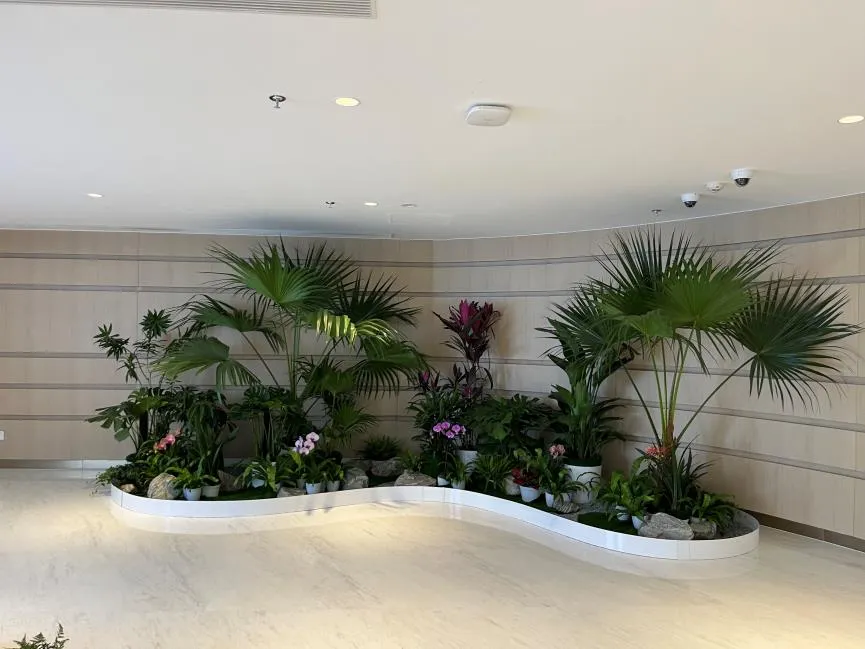 宁波杭州湾花木租摆，价格超实惠，装点你的空间！